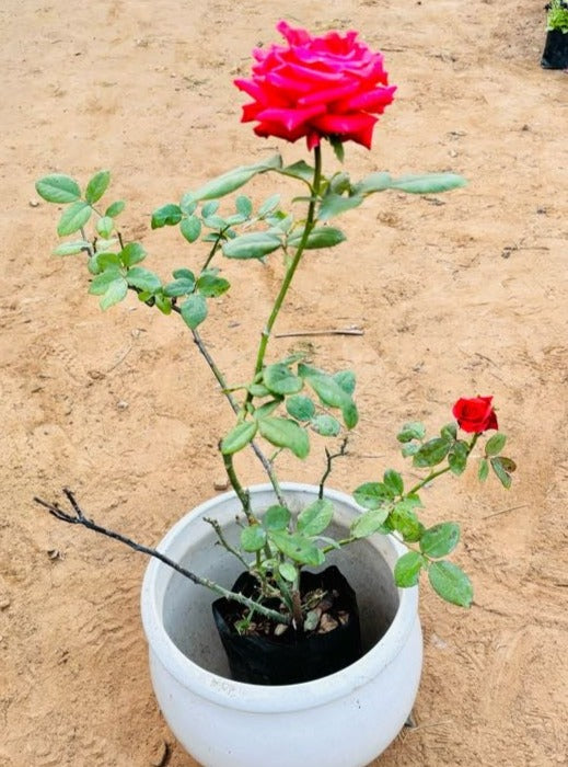 Rose Pink Flowering Plant - Medium