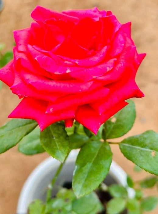 Rose Pink Flowering Plant - Medium