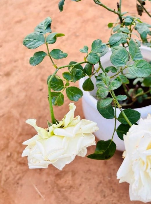 Rose White Flowering Plant - Medium