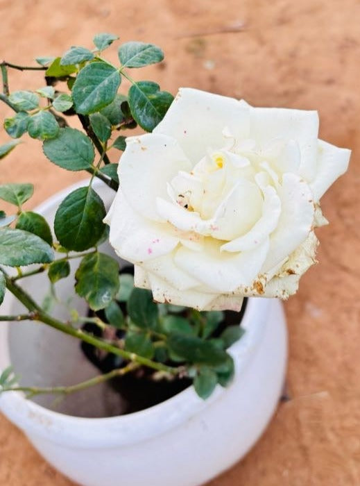 Rose White Flowering Plant - Medium