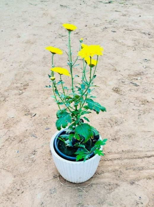 Guldavri Chrysanthemums Yellow Flowering Plant - Medium