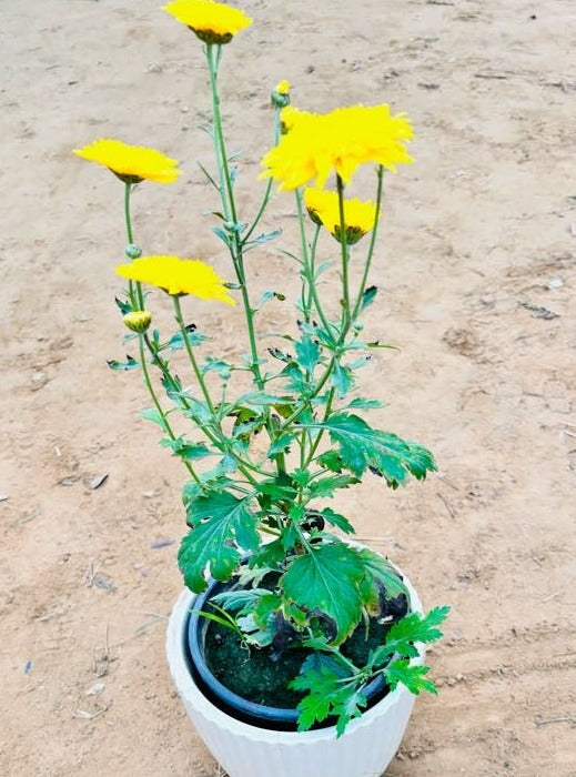 Guldavri Chrysanthemums Yellow Flowering Plant - Medium