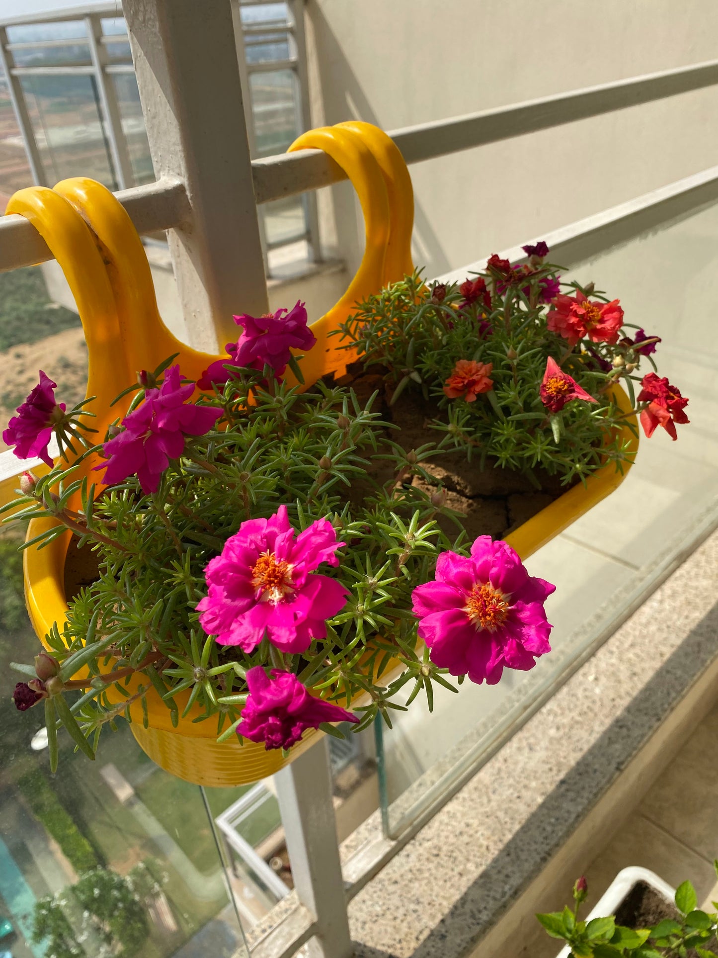 Portulaca Moss Rose Flowering Plant - Medium