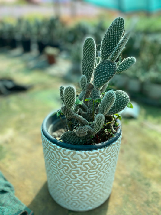 Bunny Ear Cactus - Medium