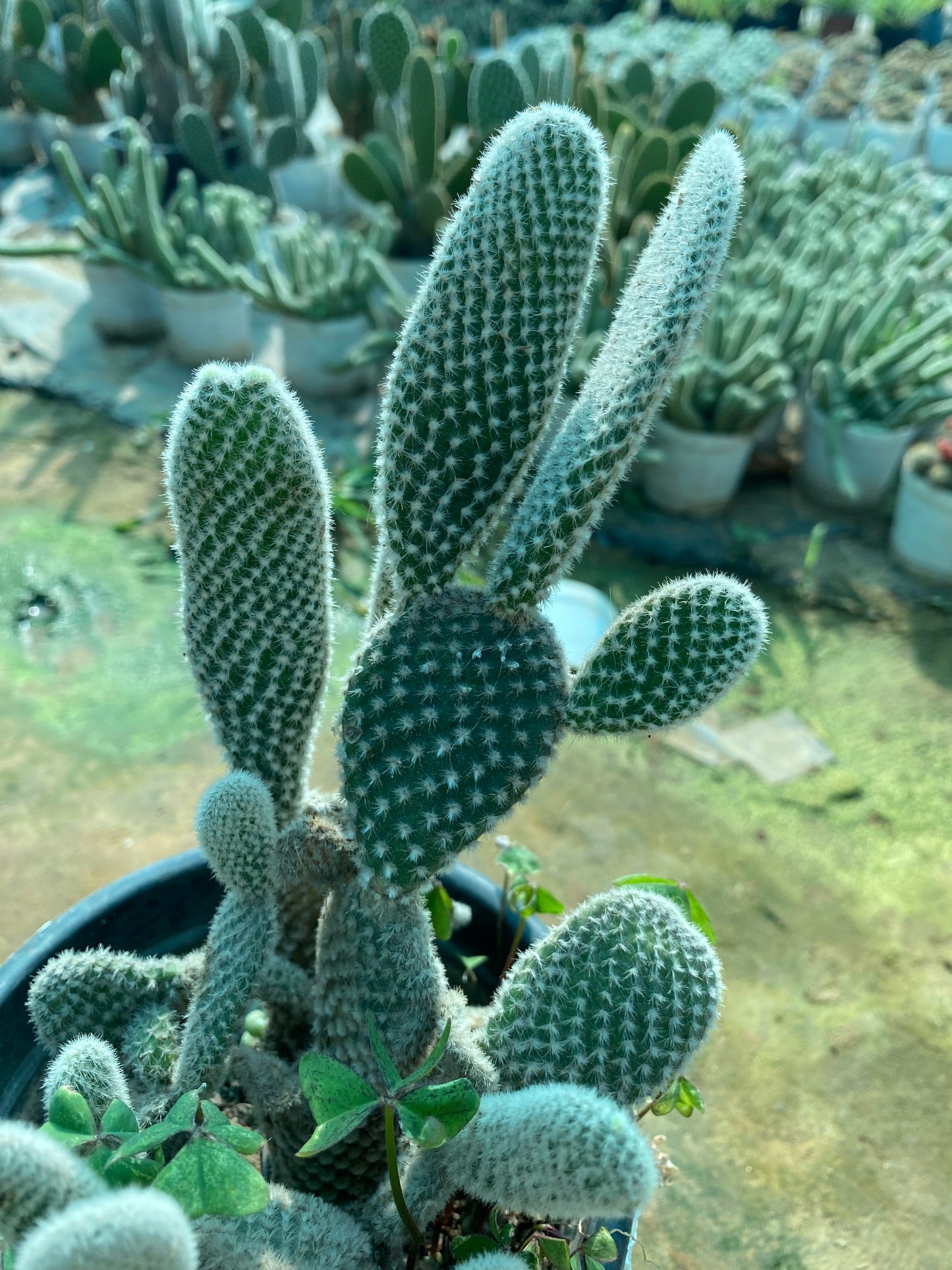 Bunny Ear Cactus - Medium