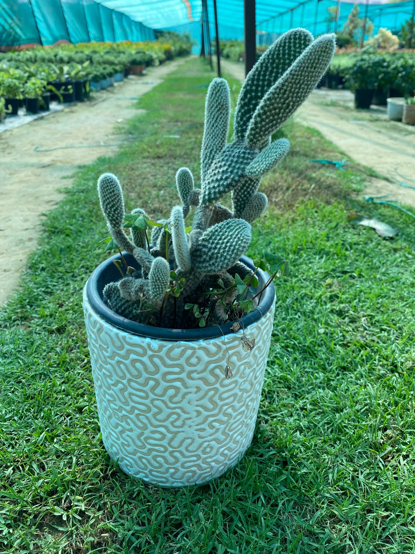 Bunny Ear Cactus - Medium