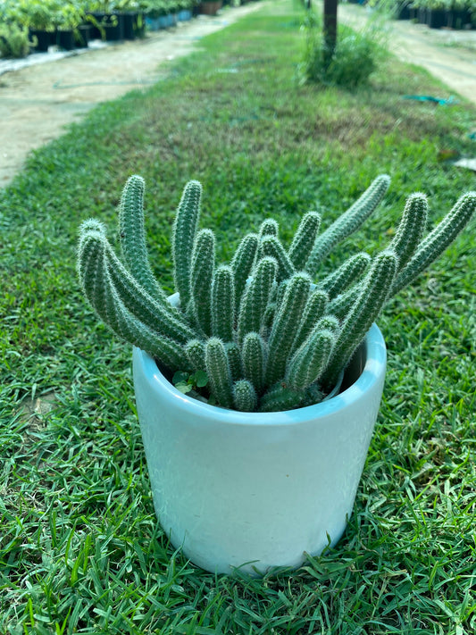 Peanut Cactus Succulent Plant - Small