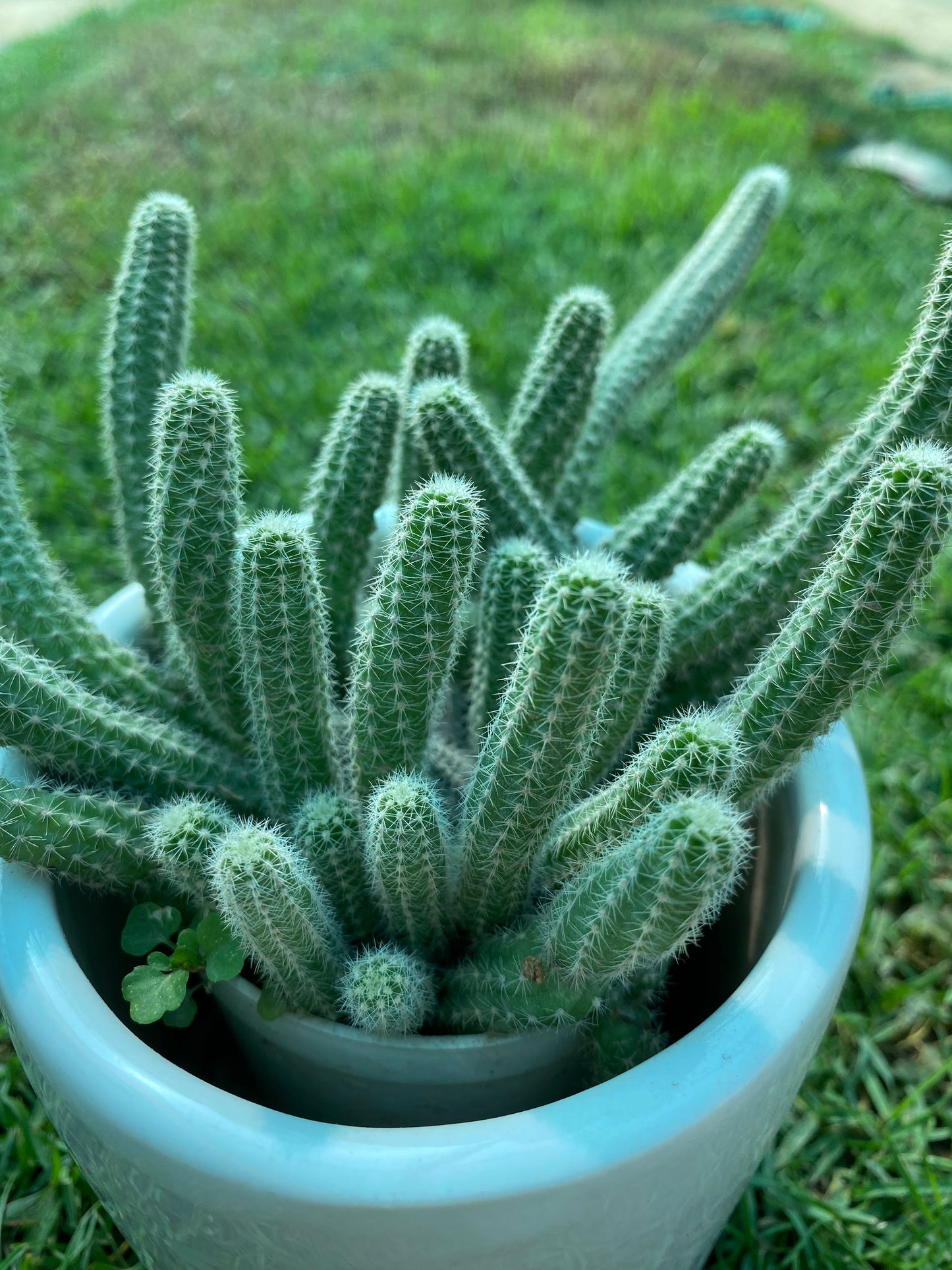 Peanut Cactus Succulent Plant - Small