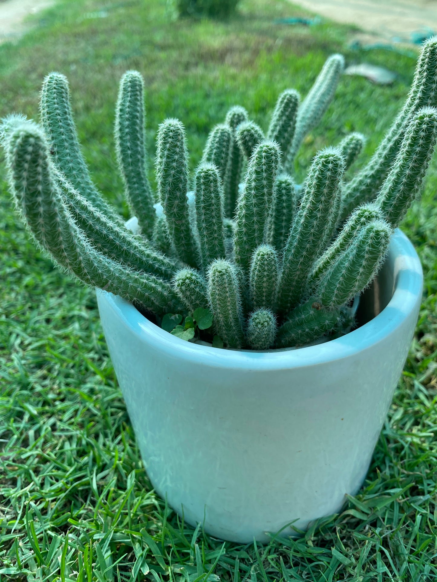 Peanut Cactus Succulent Plant - Small