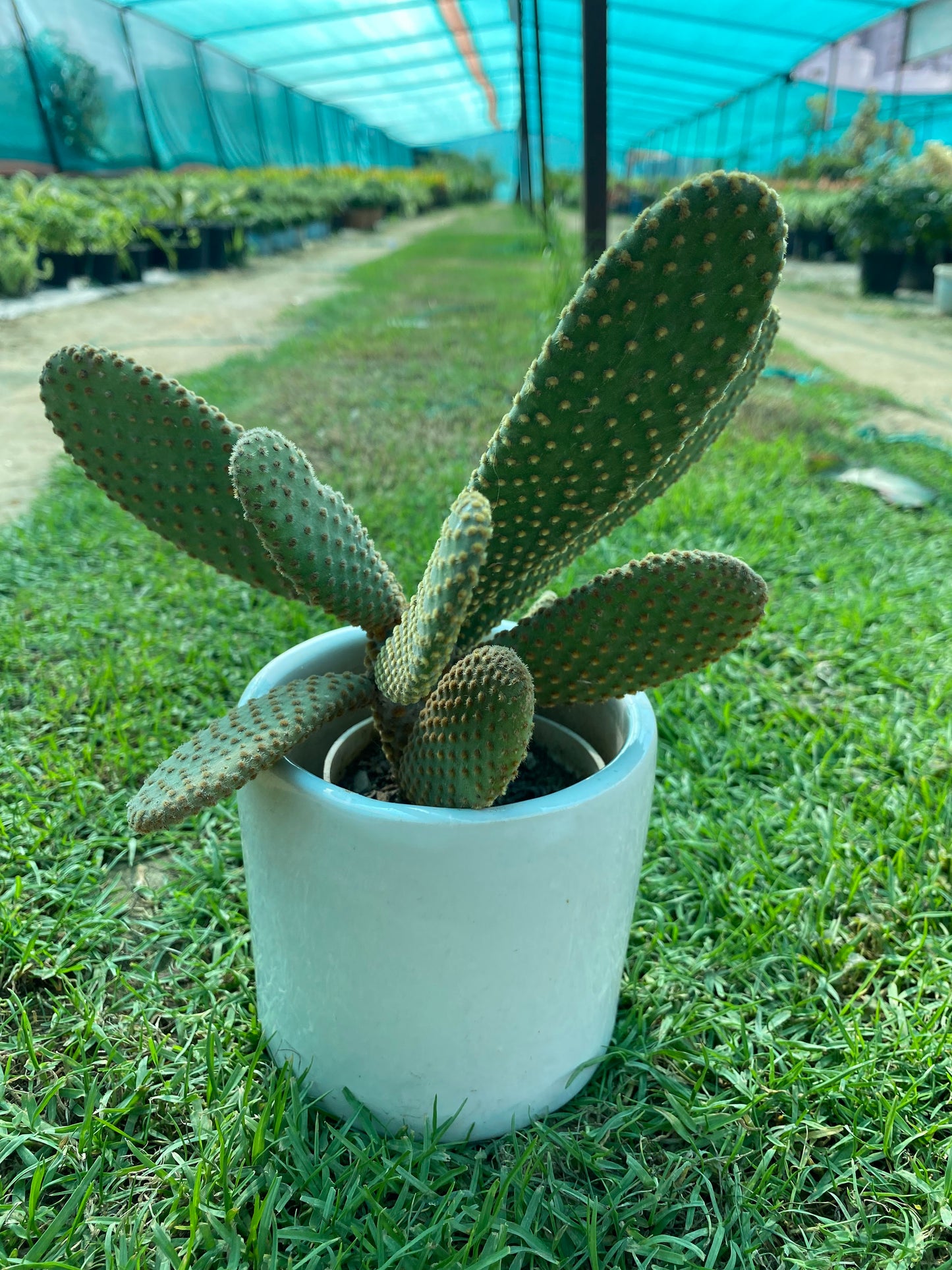 Bunny Ear Succulent Plant - Small
