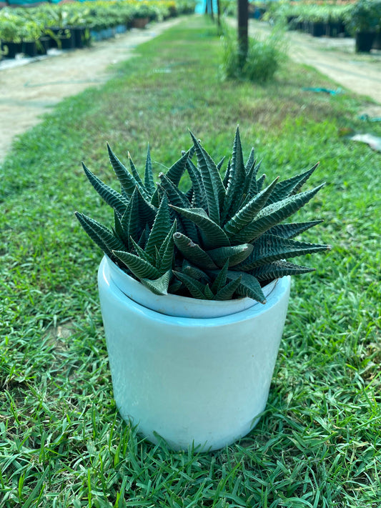 Fairy Washboard Succulent Plant - Small