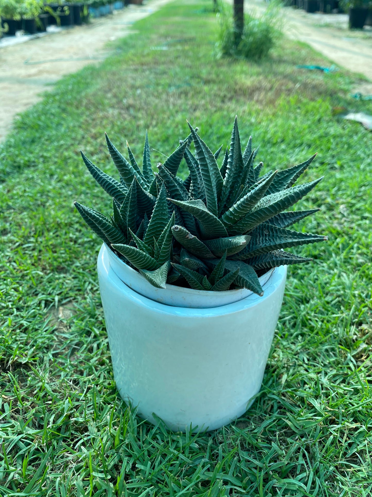 Fairy Washboard Succulent Plant - Small