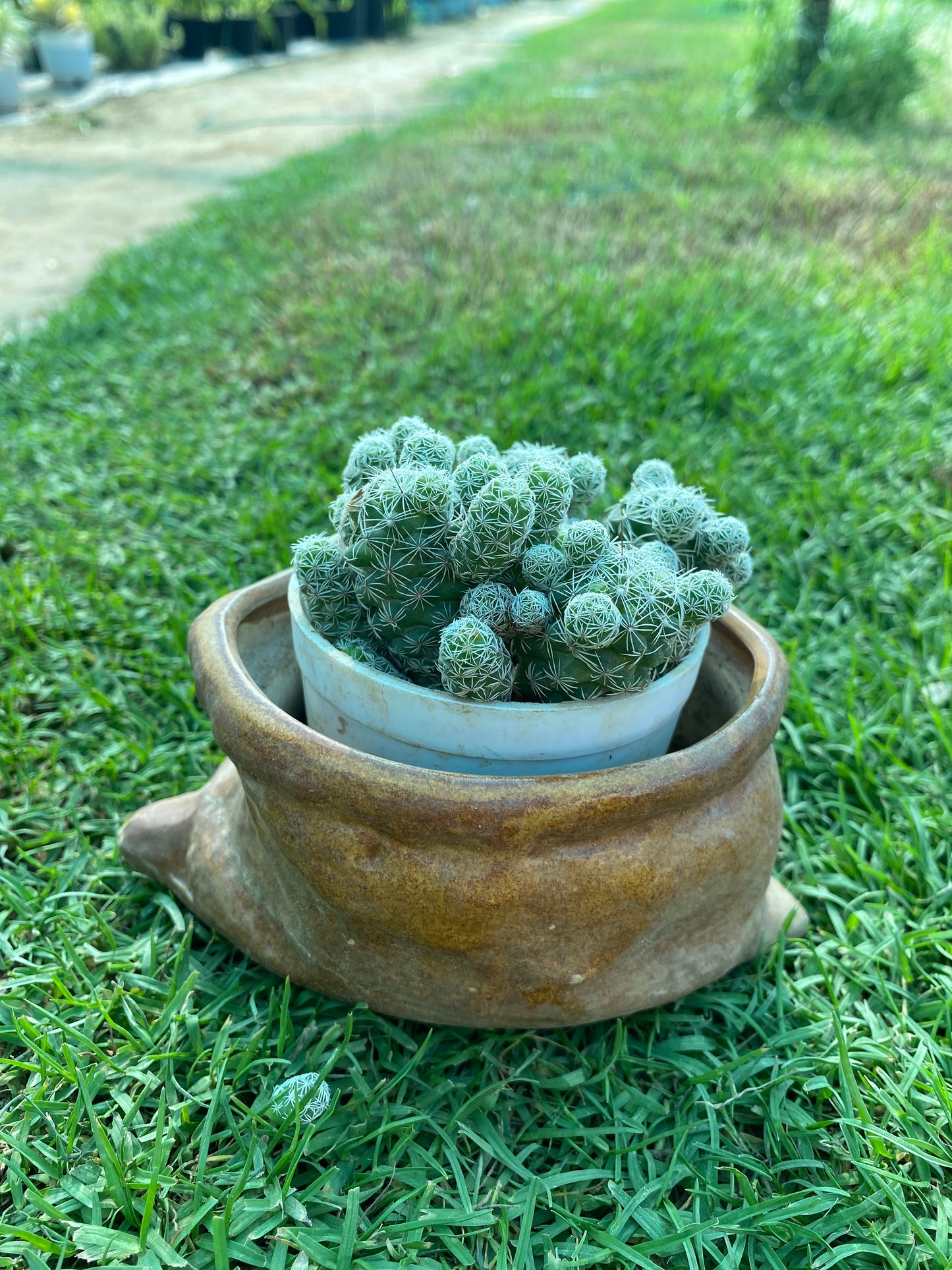 Thimble Cactus Plant - Small