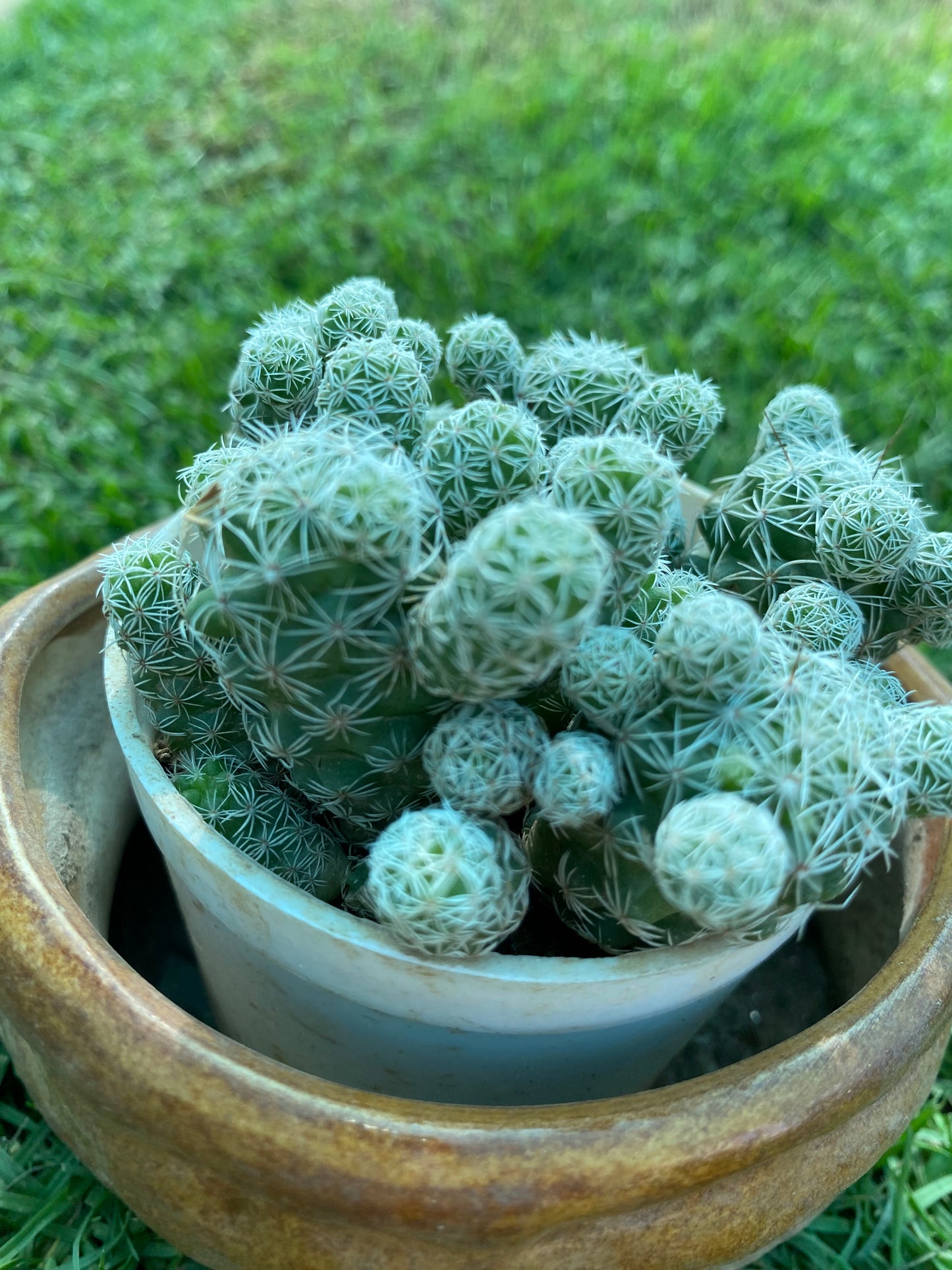 Thimble Cactus Plant - Small