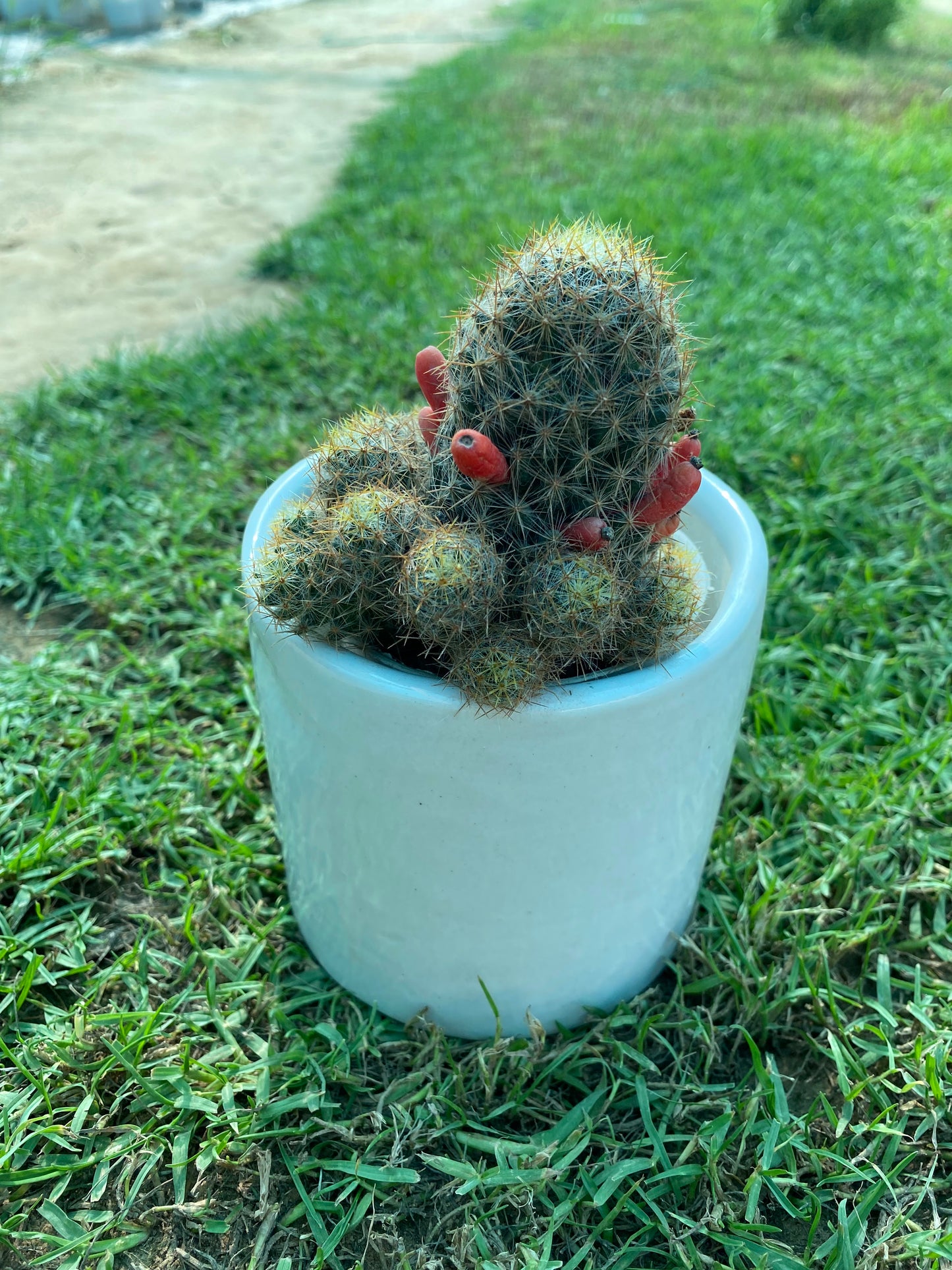 Little Candles Cactus Succulent Plant - Small