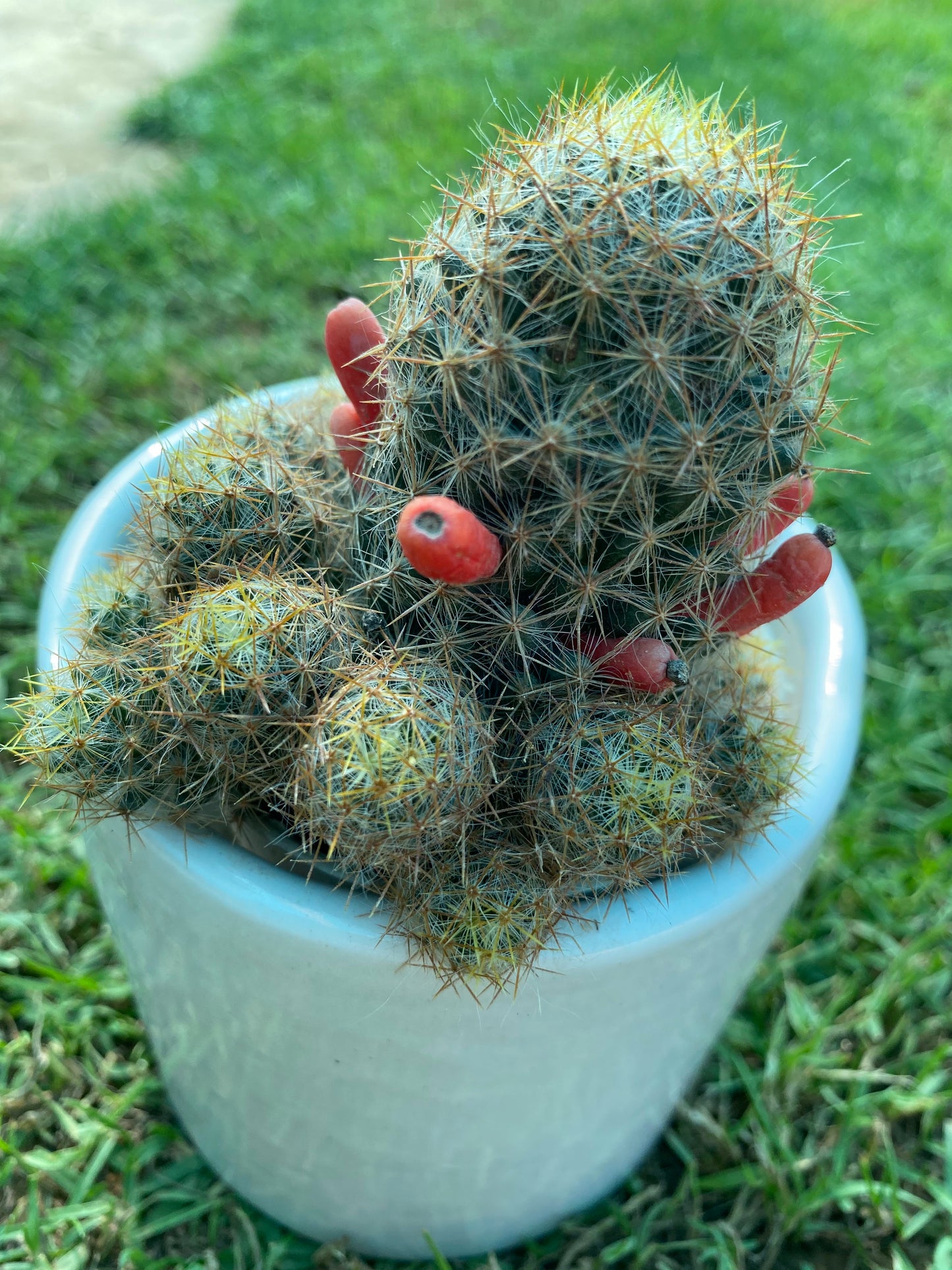 Little Candles Cactus Succulent Plant - Small