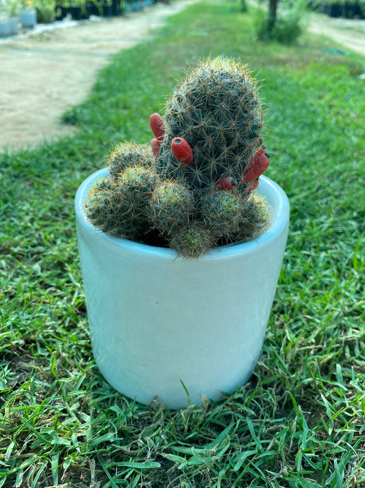 Little Candles Cactus Succulent Plant - Small