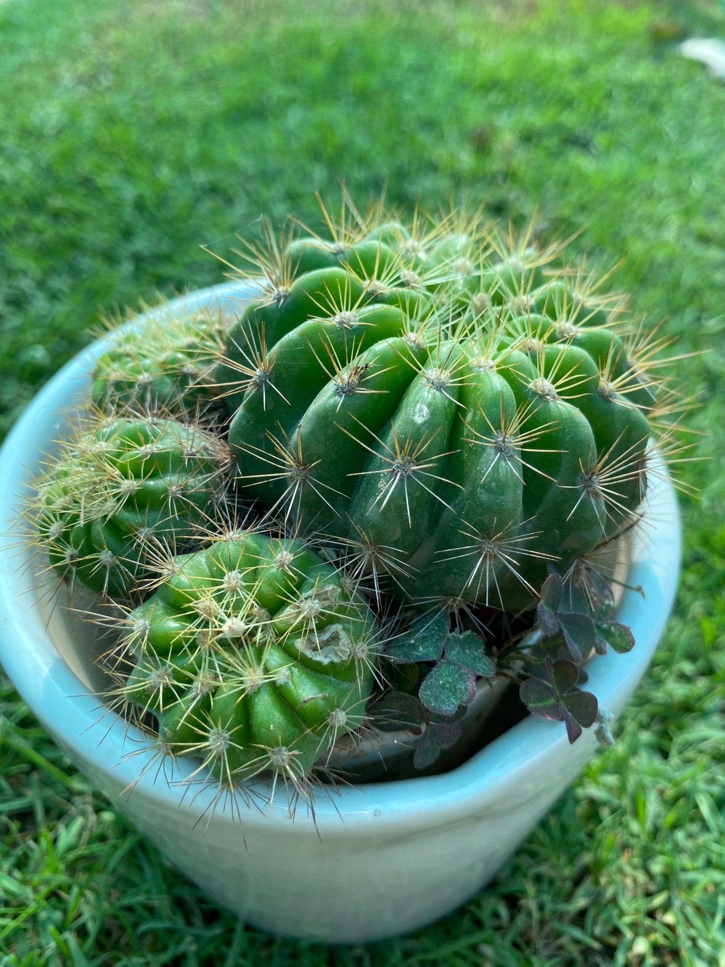 Lemon Barrel Cactus Succulent Plant - Small
