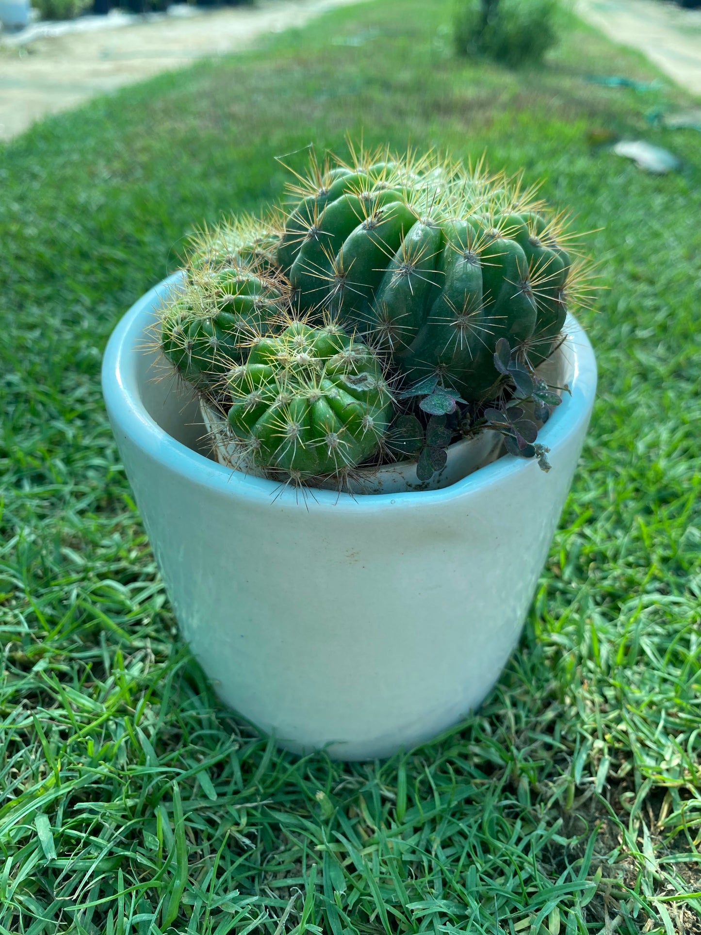 Lemon Barrel Cactus Succulent Plant - Small
