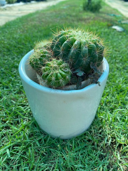 Lemon Barrel Cactus Succulent Plant - Small