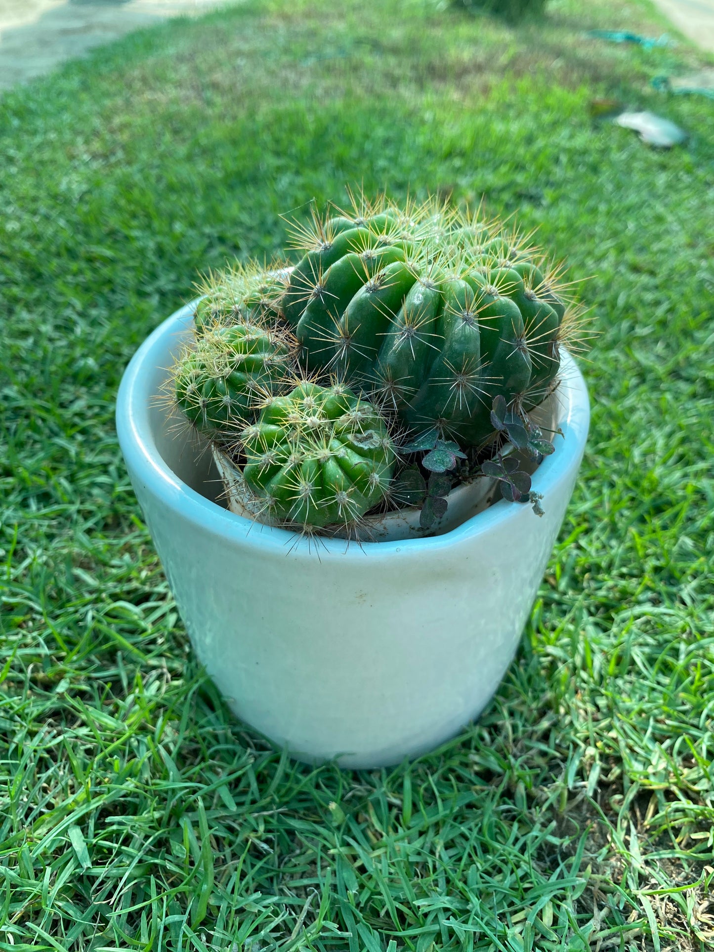 Lemon Barrel Cactus Succulent Plant - Small