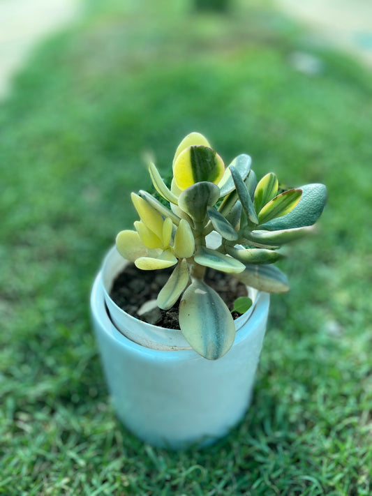 Crassula Succulent Plant - Small