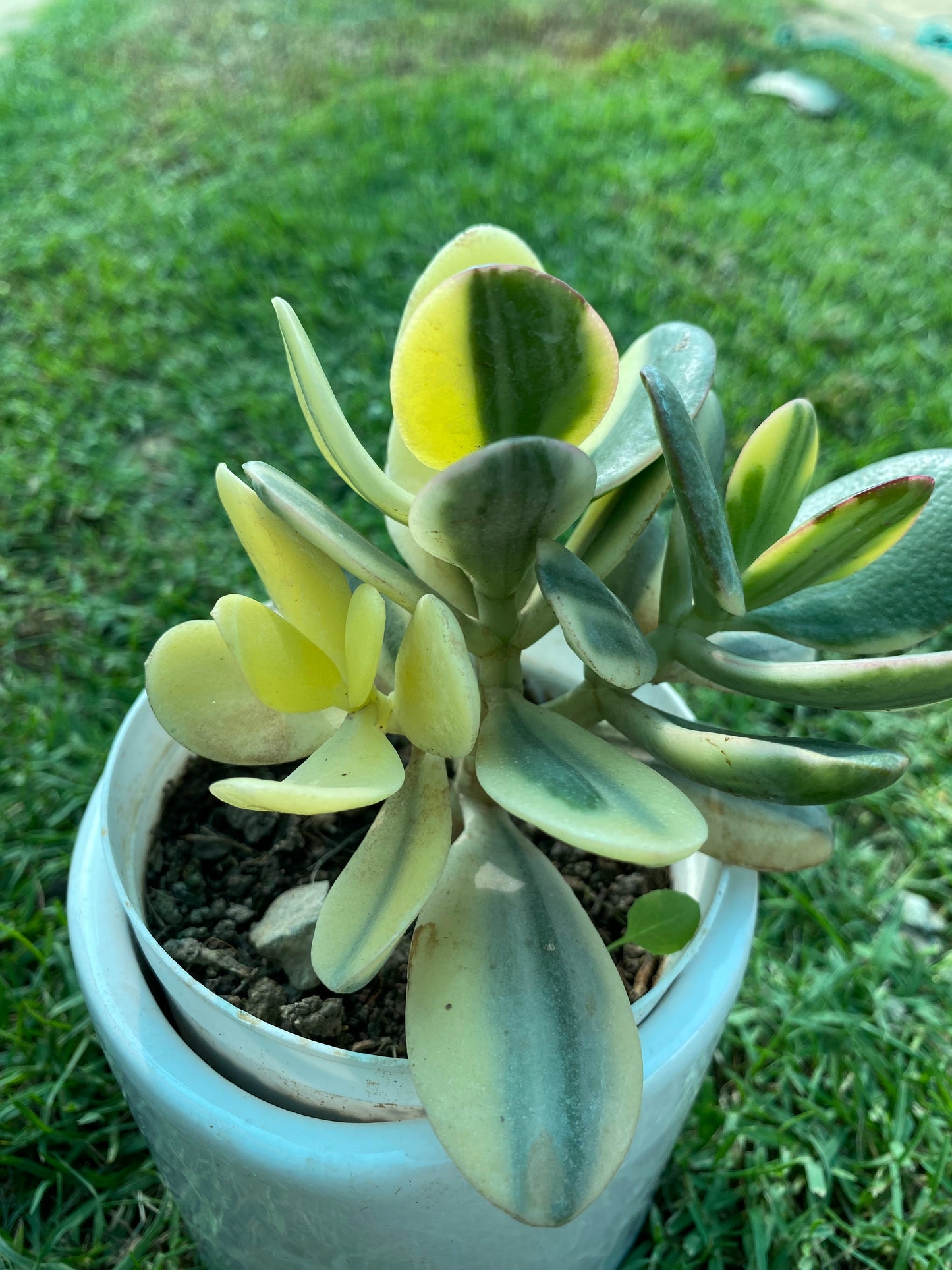 Crassula Succulent Plant - Small