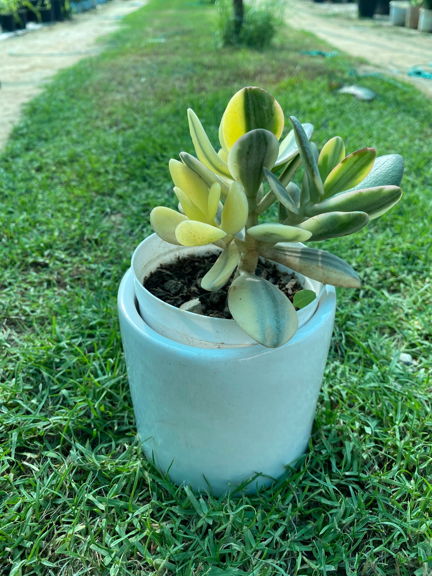 Crassula Succulent Plant - Small