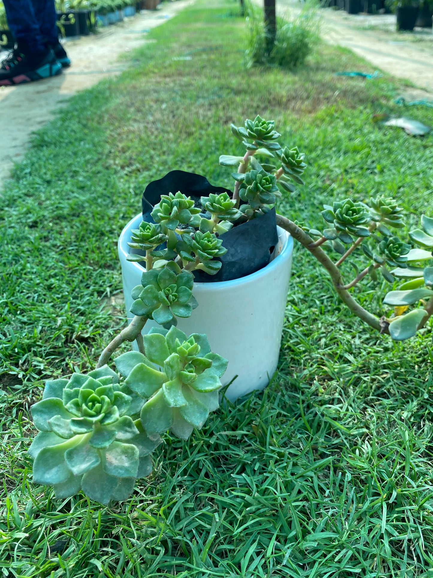Tree Of Love Succulent Plant - Small