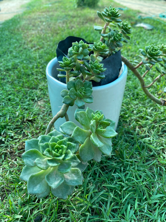 Tree Of Love Succulent Plant - Small