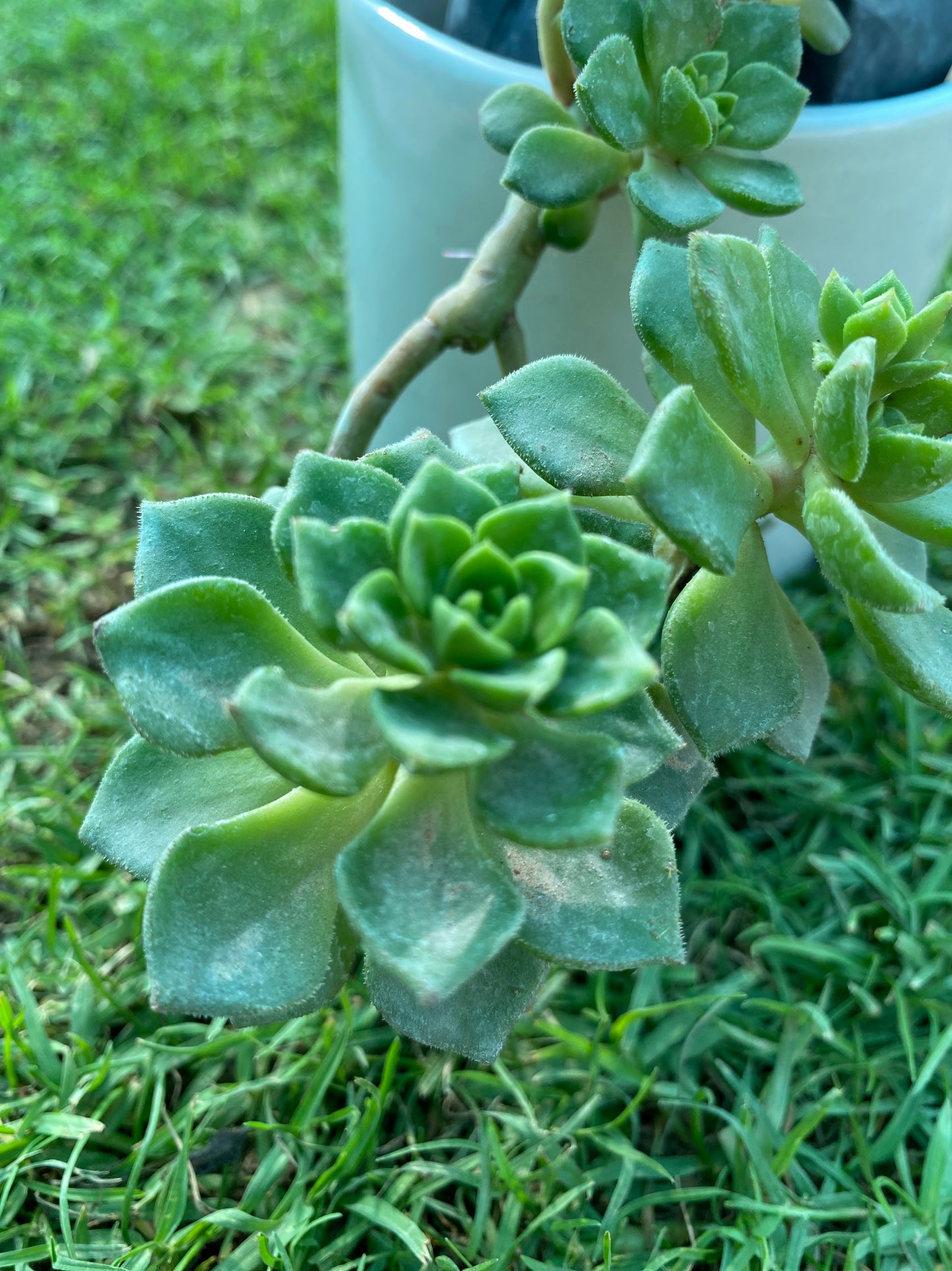 Tree Of Love Succulent Plant - Small