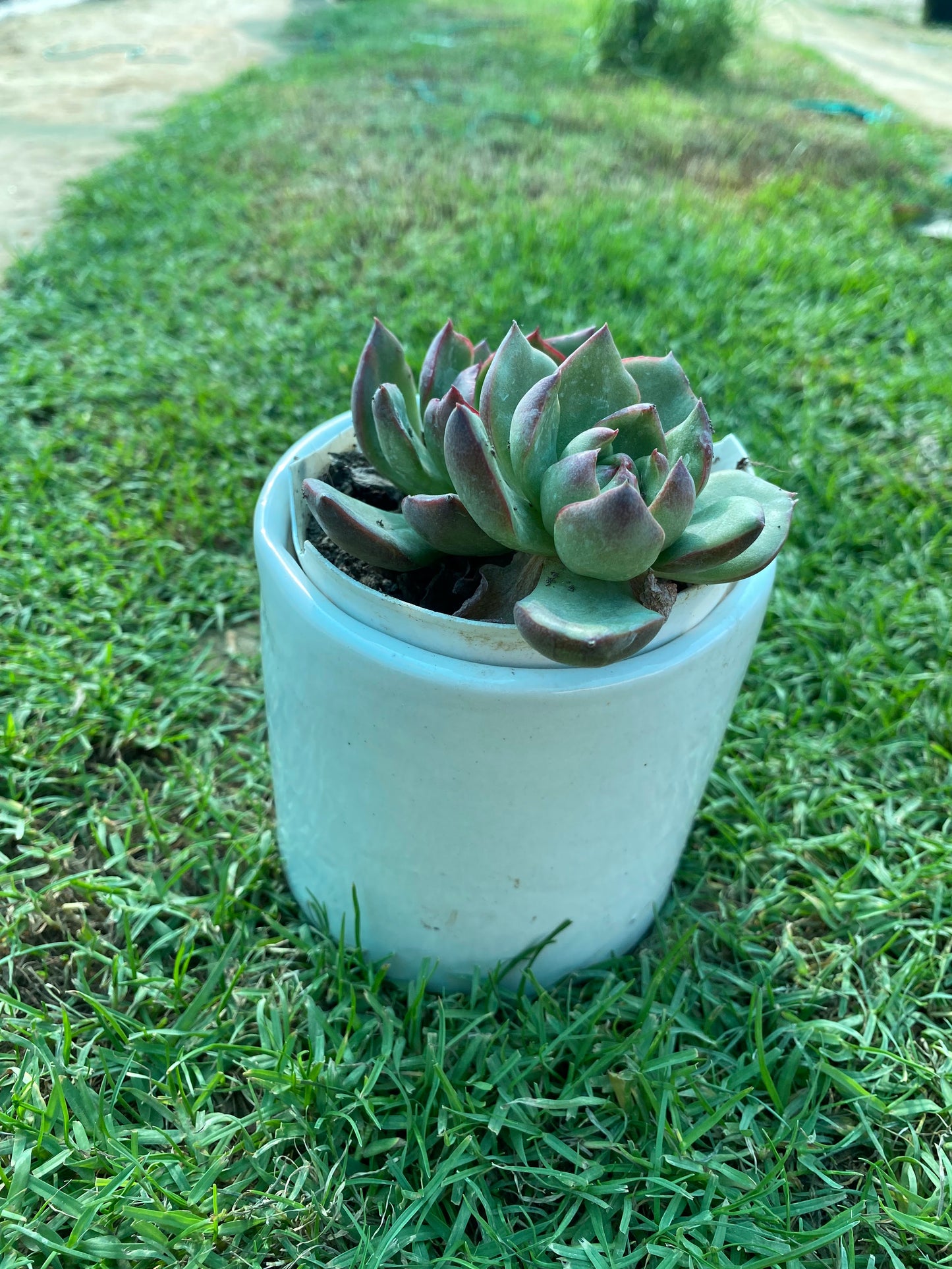 Red Top Queen Crassula Succulent Plant - Small