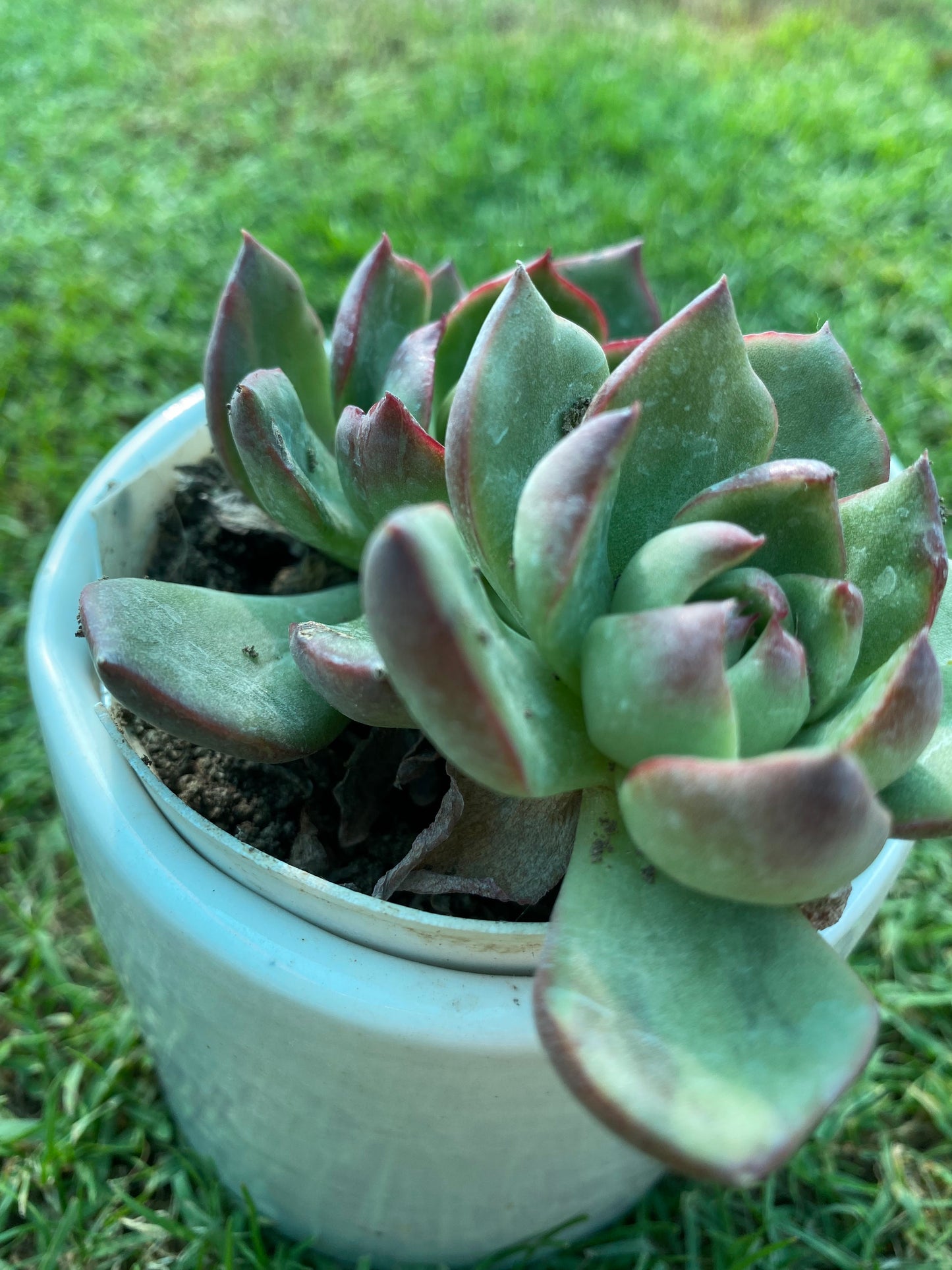 Red Top Queen Crassula Succulent Plant - Small