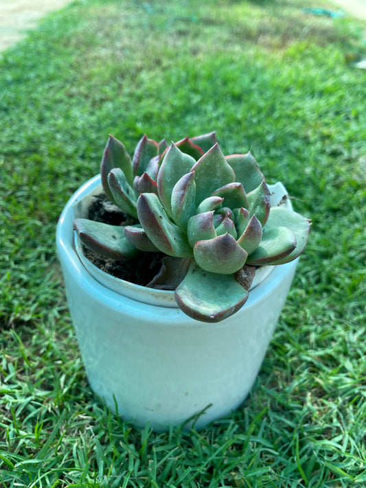 Red Top Queen Crassula Succulent Plant - Small