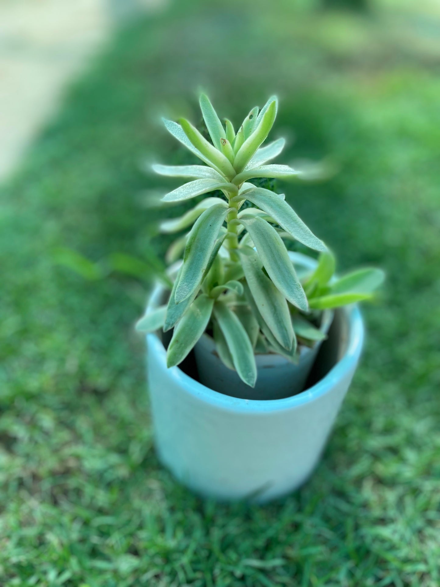 Needle Stonecrop Crassula Succulent Plant - Small