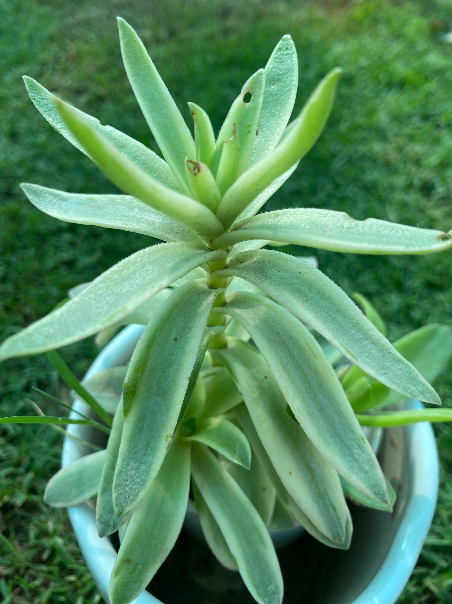 Needle Stonecrop Crassula Succulent Plant - Small