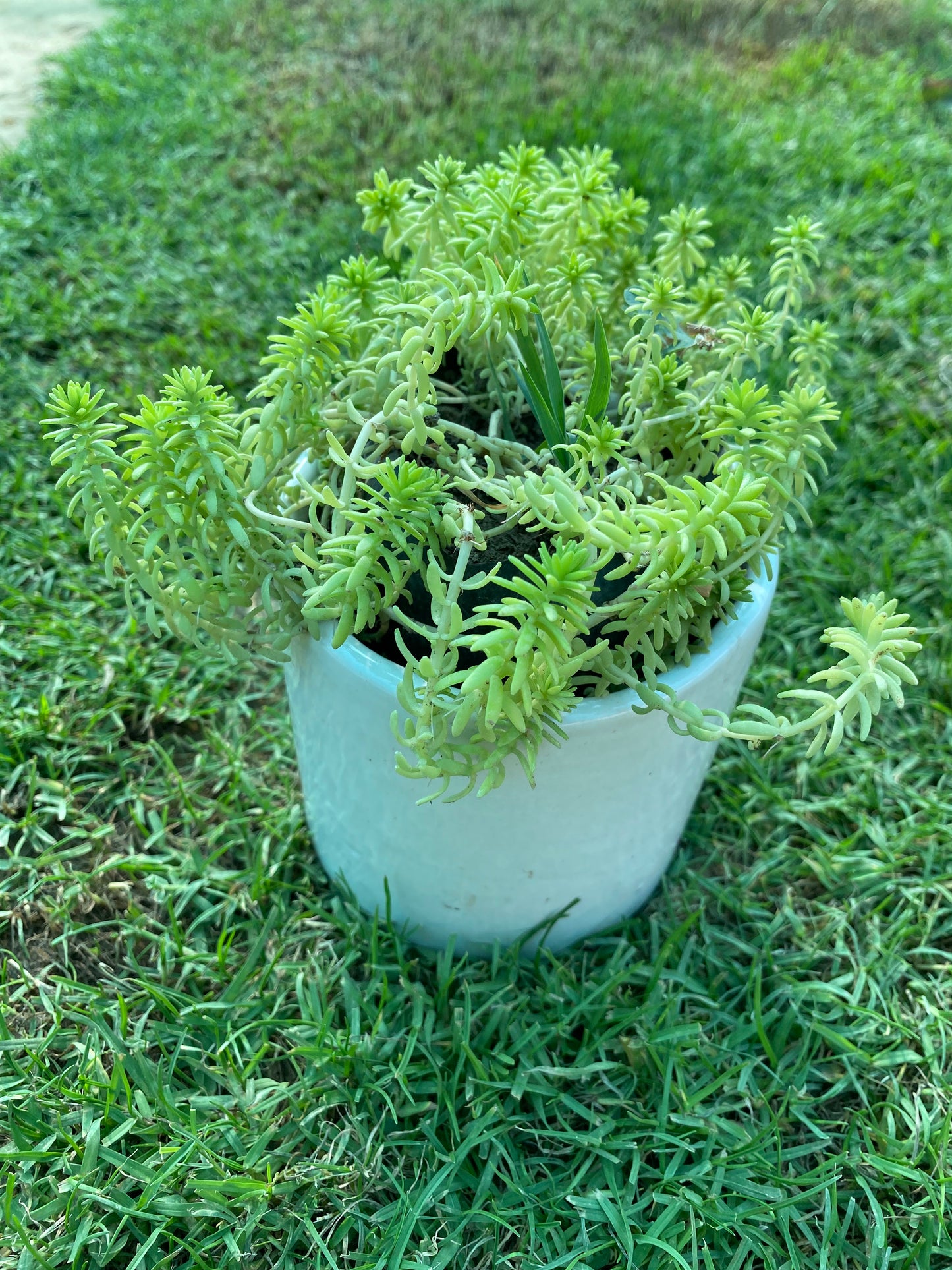 Rock Stonecrop Crassula Succulent Plant - Small