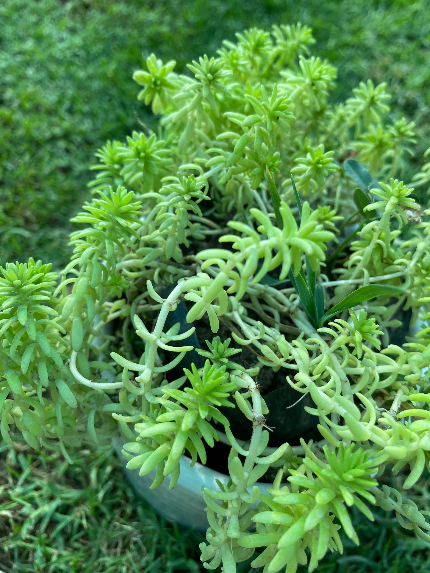 Rock Stonecrop Crassula Succulent Plant - Small