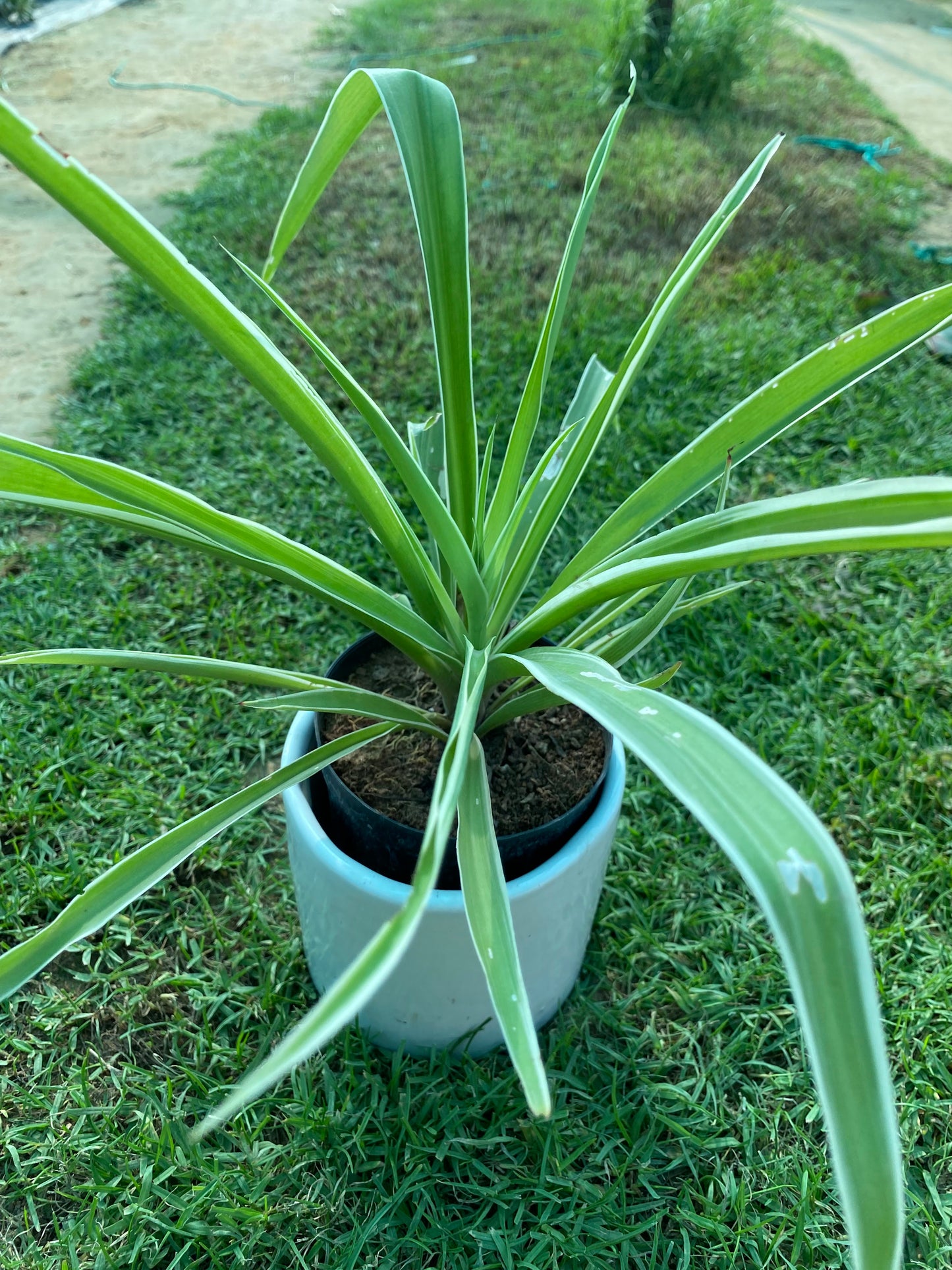 Spider Plant - Small