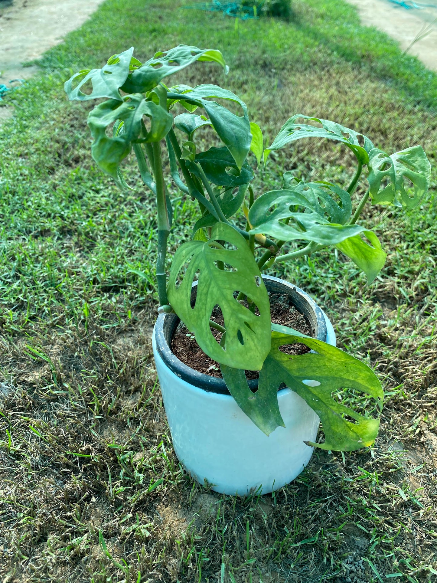 Broken Heart Plant - Medium