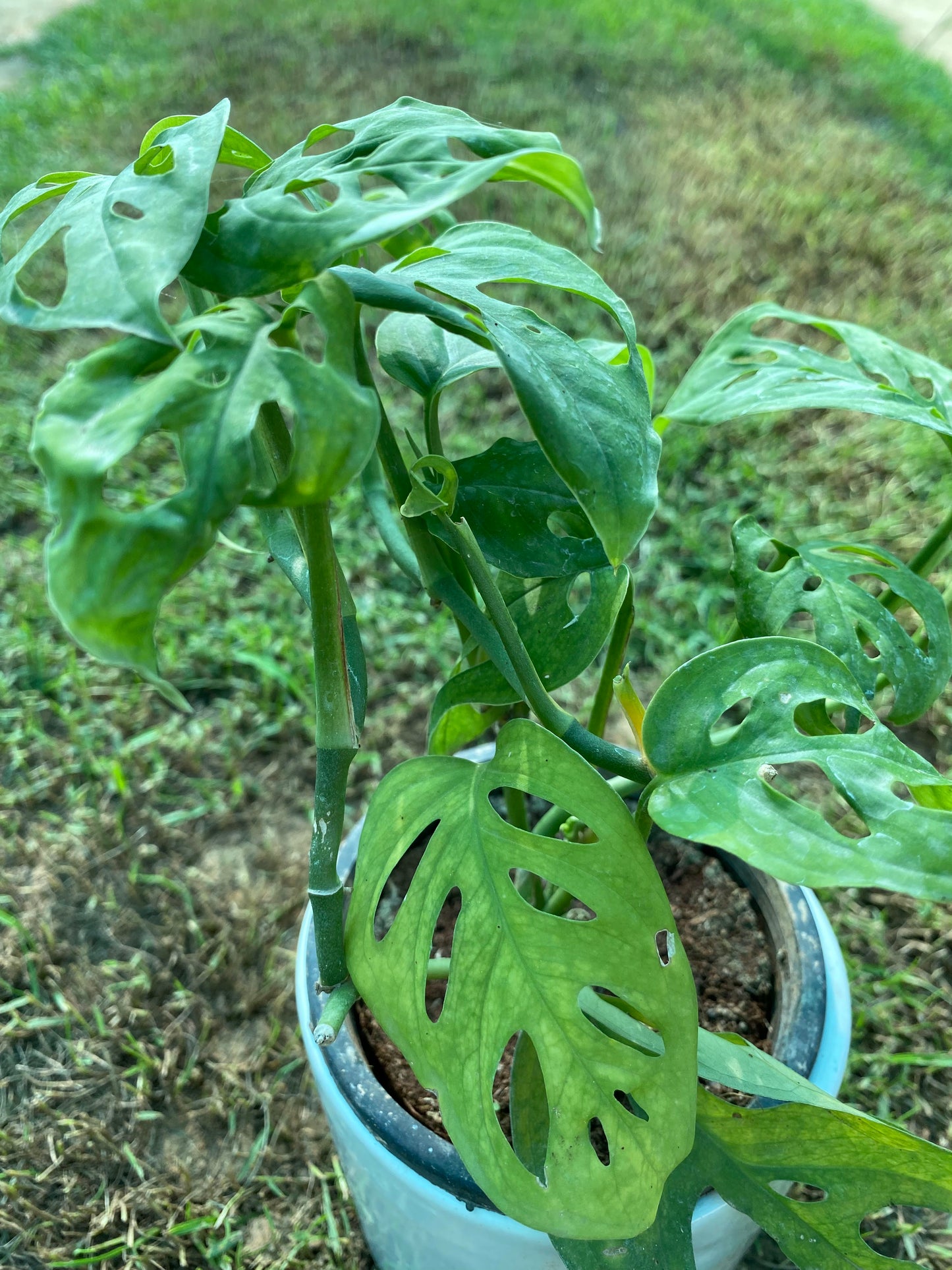 Broken Heart Plant - Medium