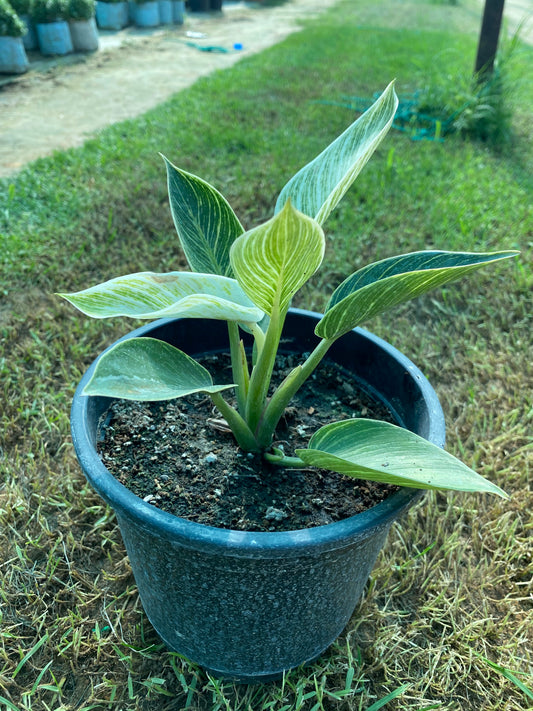 Birkin Plant - Medium