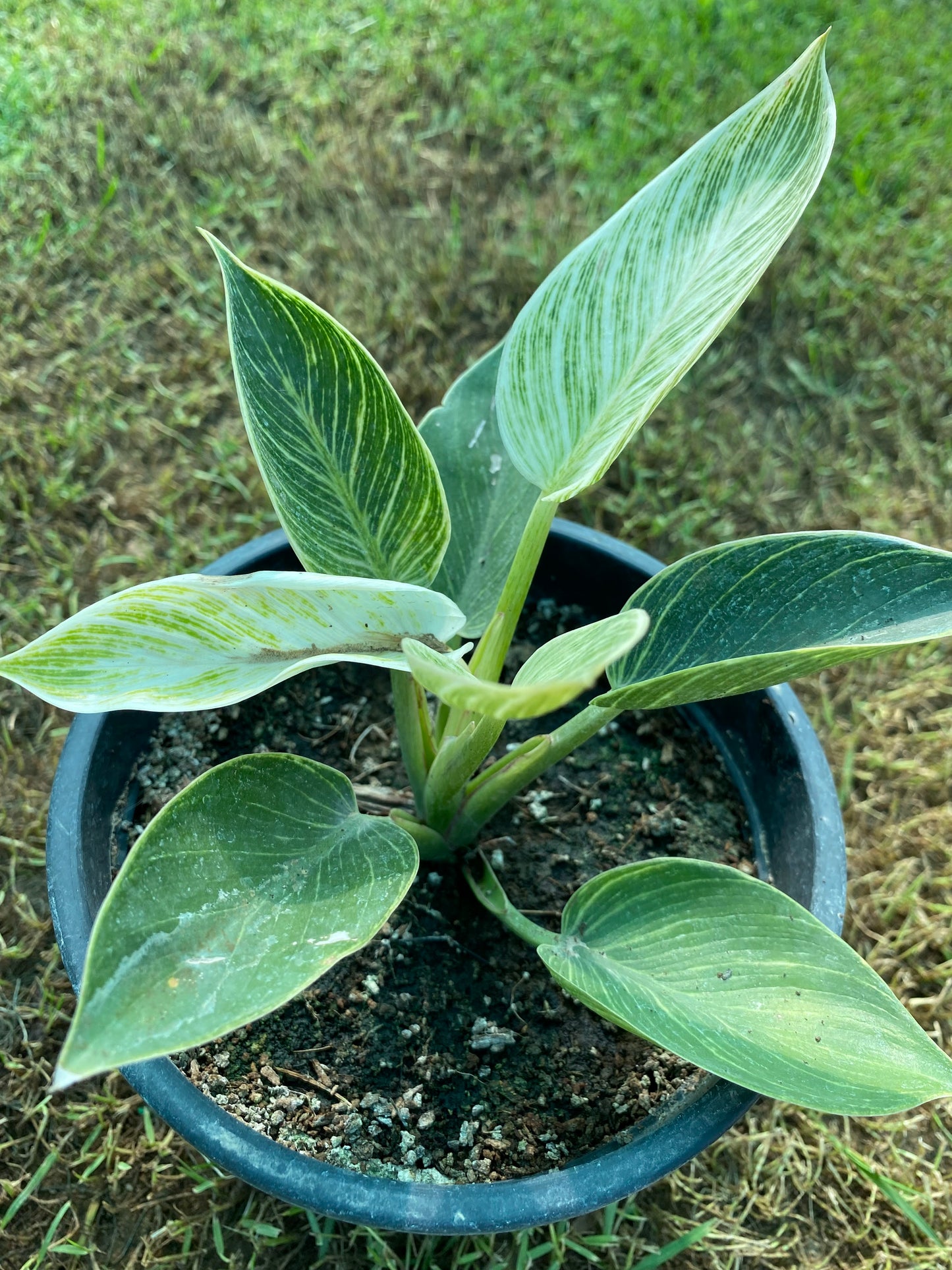 Birkin Plant - Medium