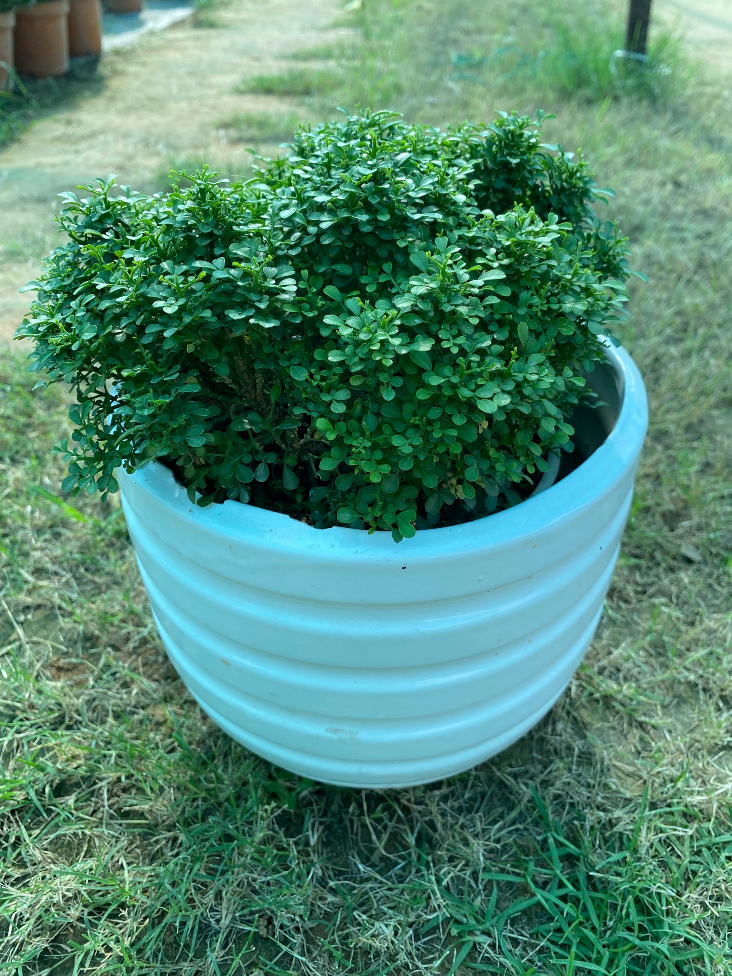 Littleleaf Boxwood Plant - Medium