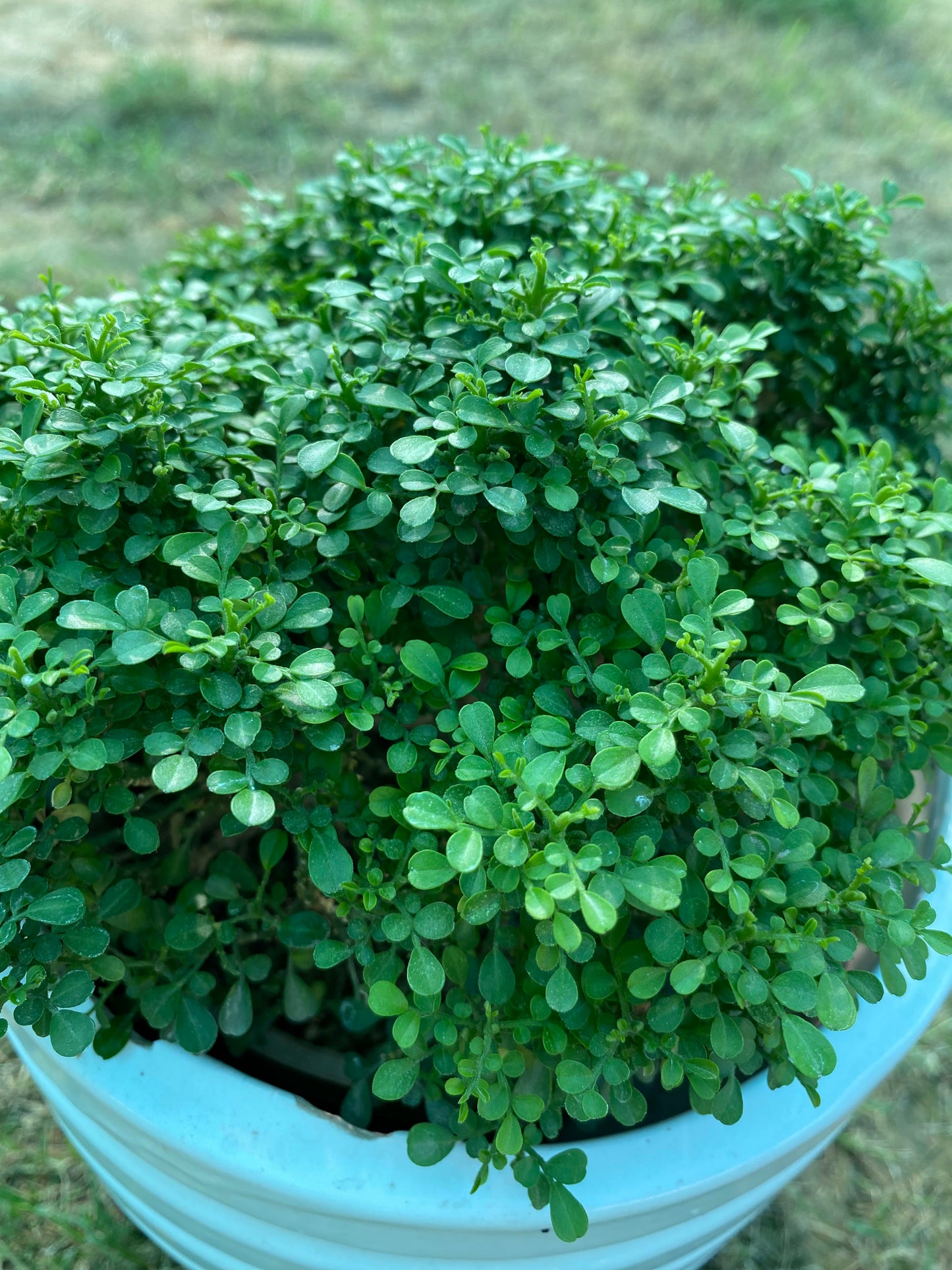 Littleleaf Boxwood Plant - Medium