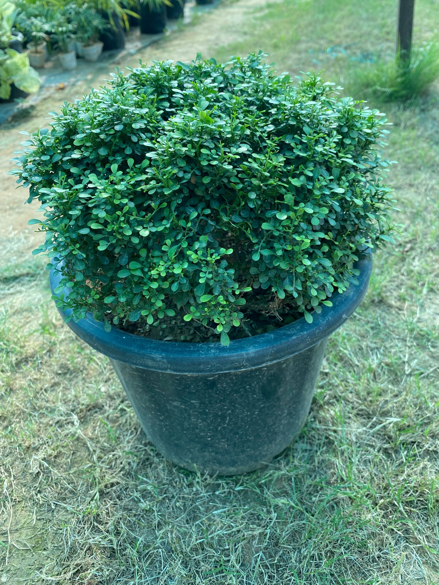Littleleaf Boxwood Plant - Large