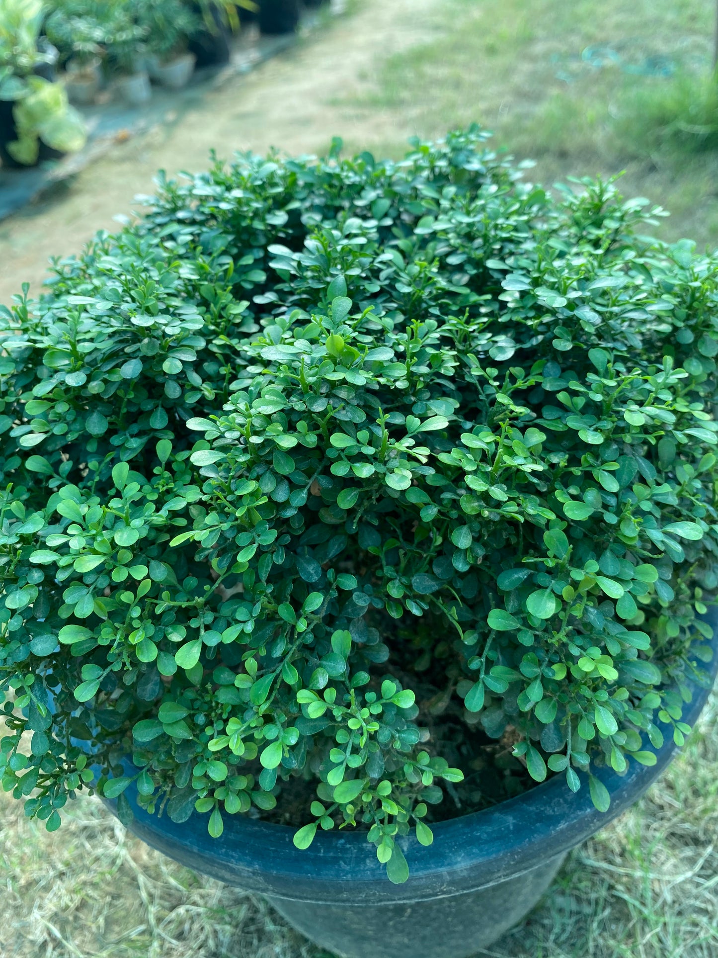 Littleleaf Boxwood Plant - Large