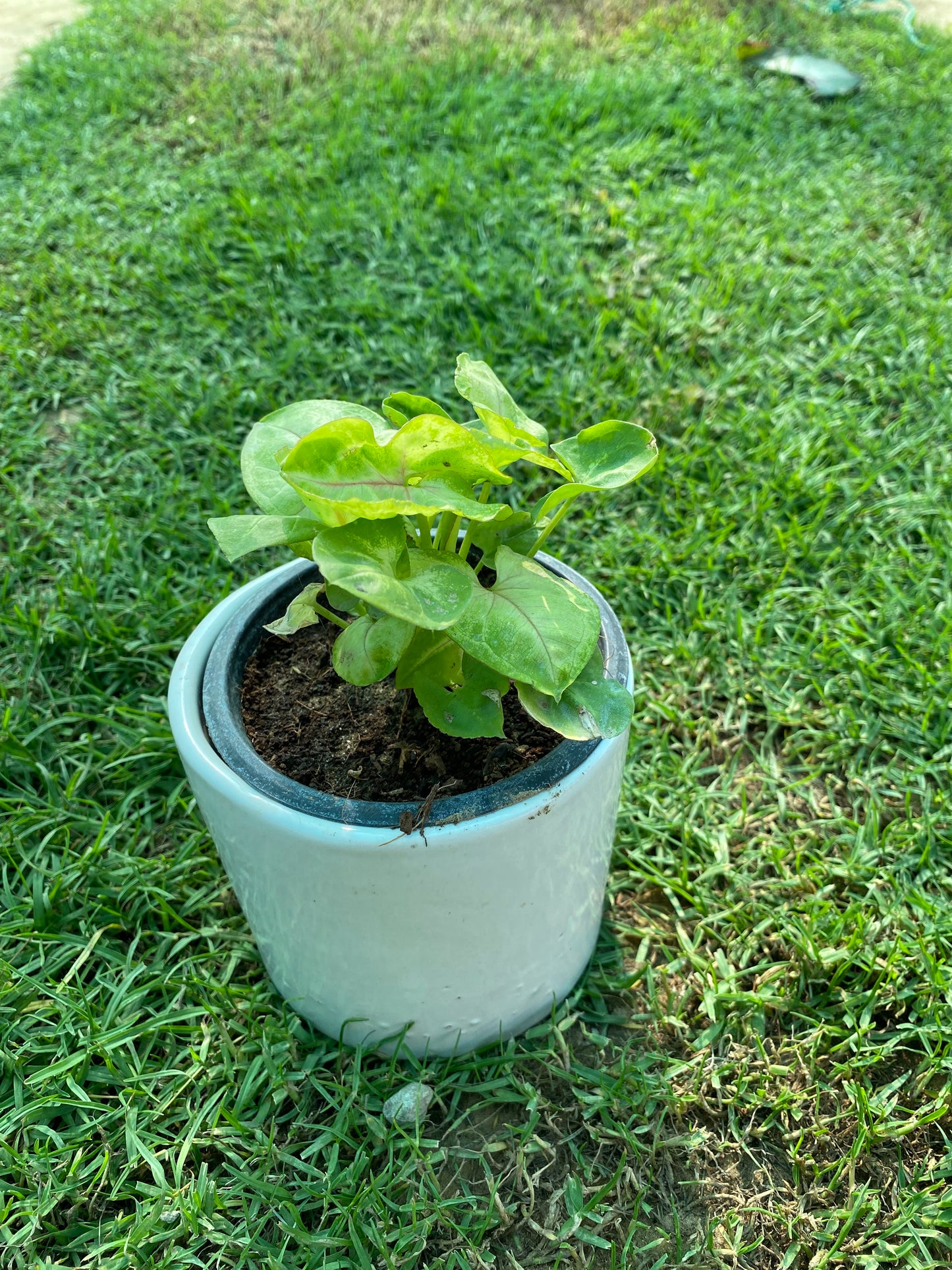 Syngonium Plant - Small