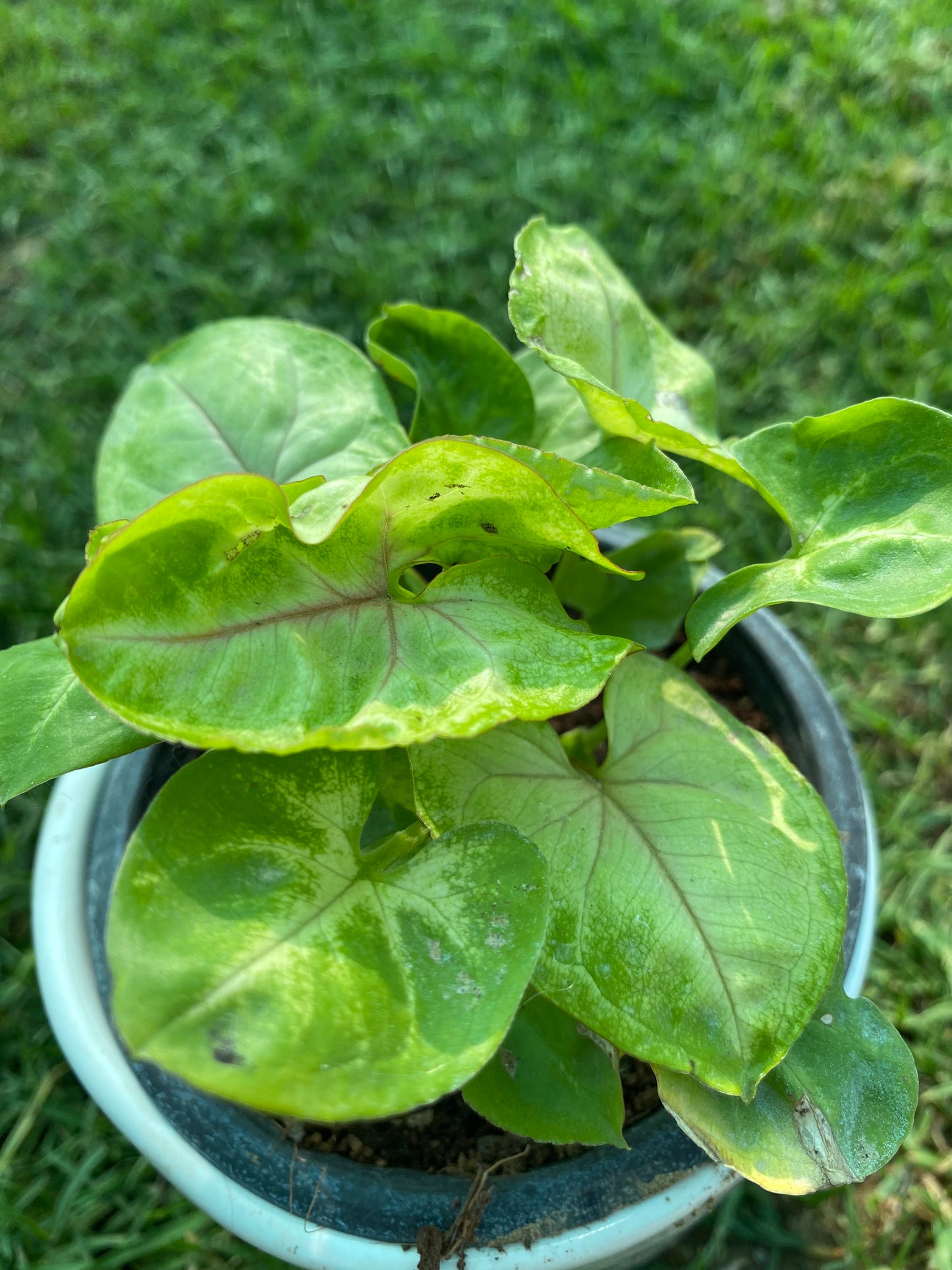Syngonium Plant - Small