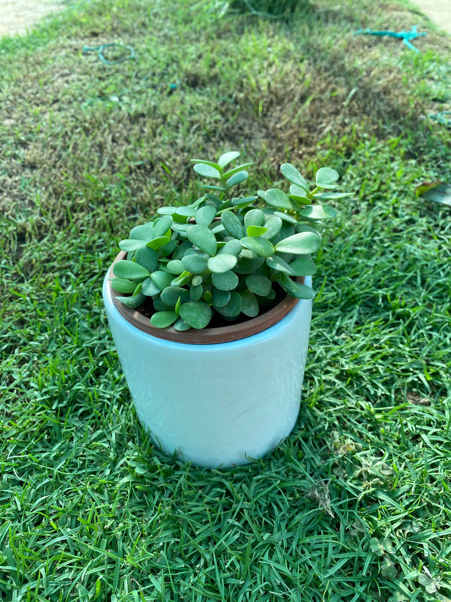 Jade Plant - Small